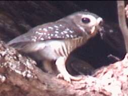 Image of White-browed Owl