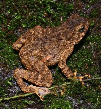 Image of Giant Asian Toad