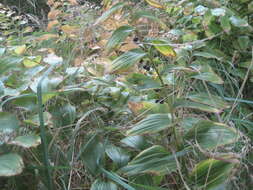 Image de Polygonatum biflorum (Walter) Elliott