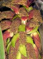 Image of Bulbophyllum fletcherianum