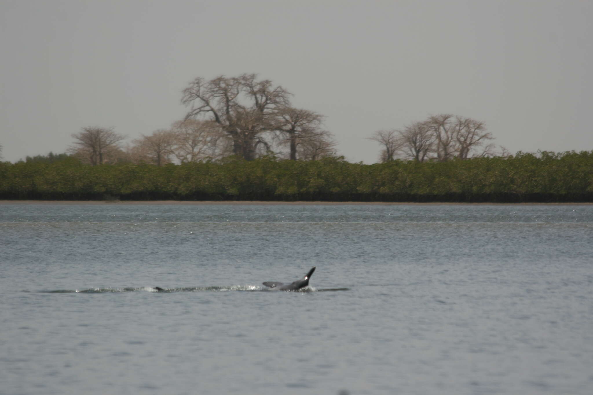 Image of Atlantic Hump-backed Dolphin