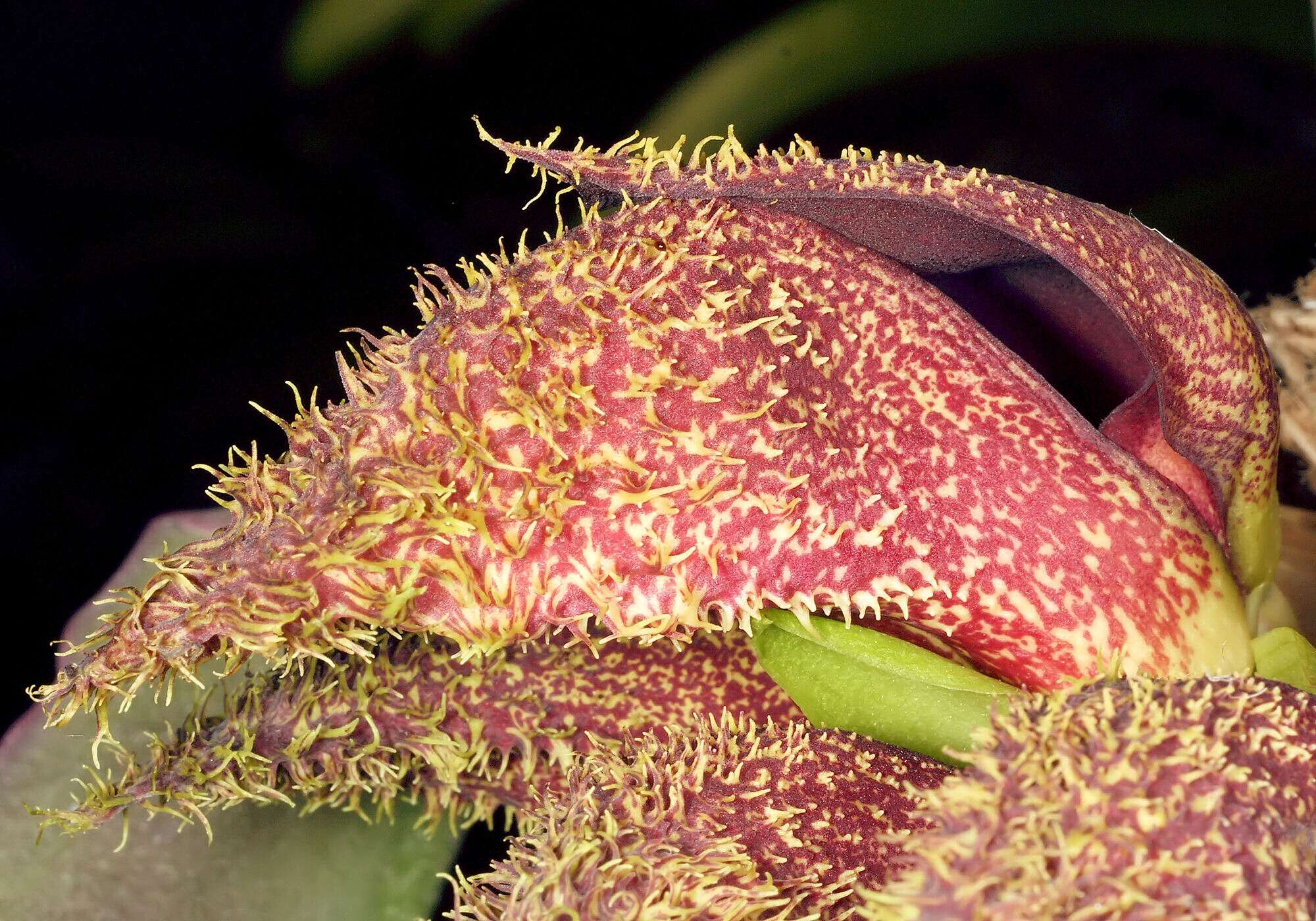 Image of Bulbophyllum fletcherianum