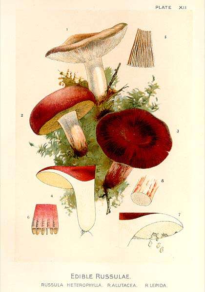 Image of Rosy Russula