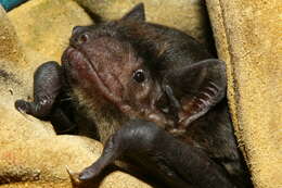 Image of Robust House Bat