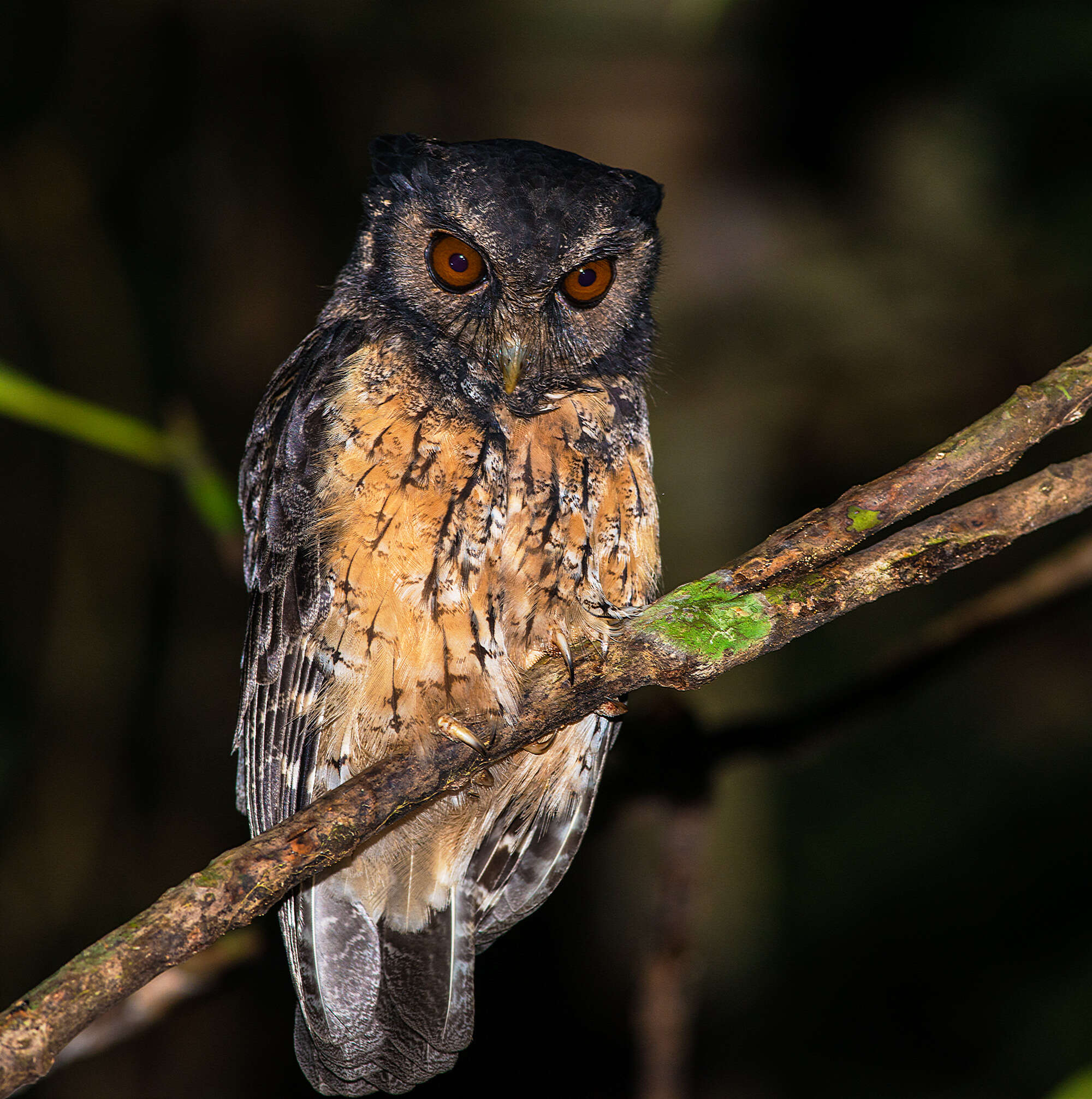 Image of Tawny-bellied Screech Owl