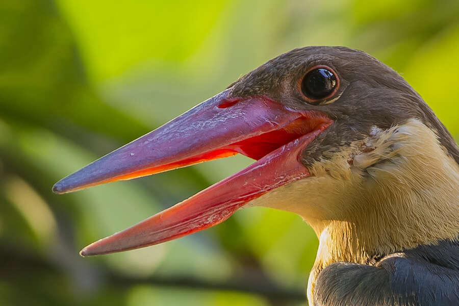 Image of Stork-billed Kingfisher