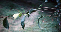 Image of Sobralia macrophylla Rchb. fil.