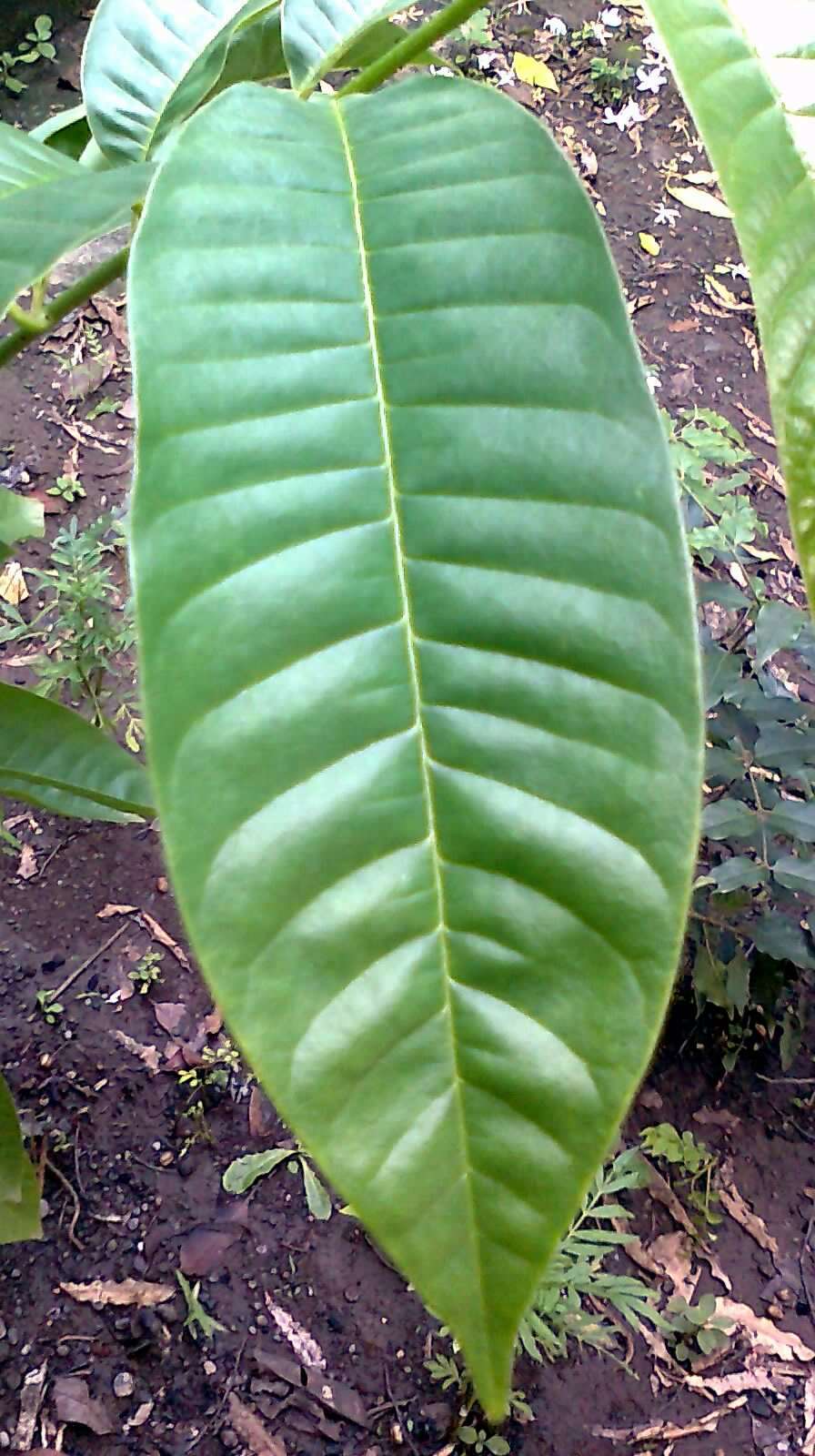 Imagem de Annona reticulata L.