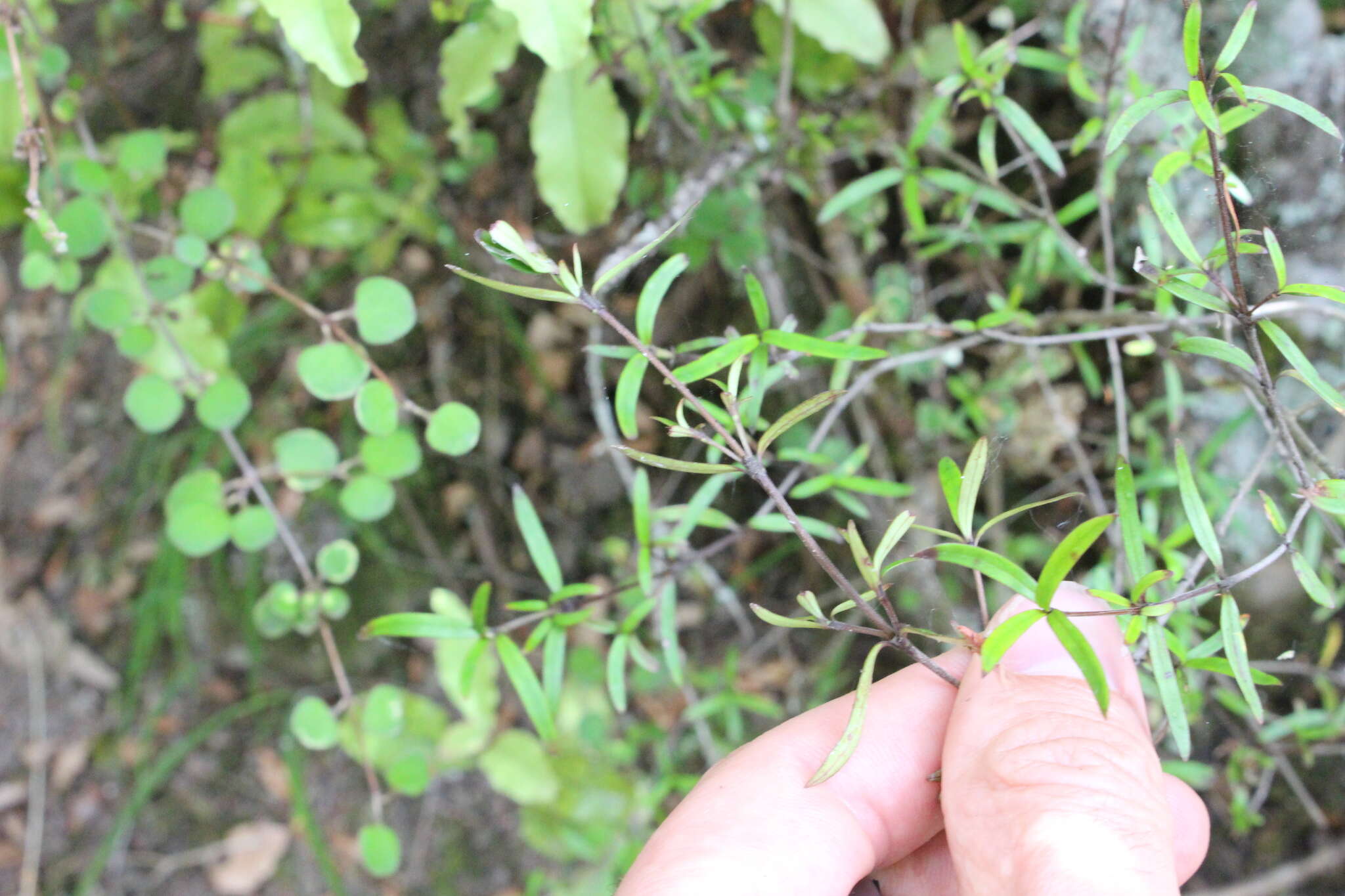 Image of Coprosma linariifolia (Hook. fil.) Hook. fil.