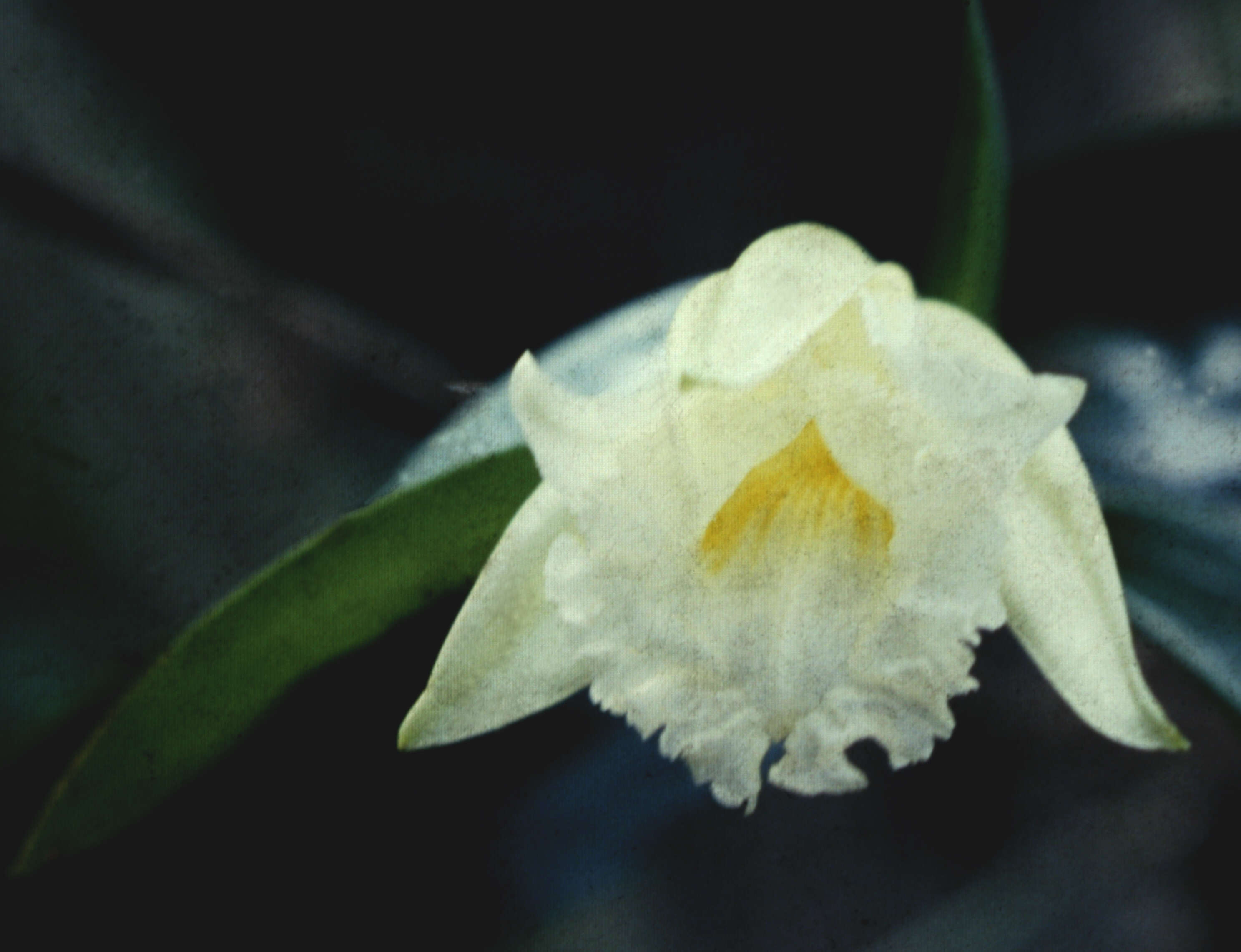 Image of Sobralia macrophylla Rchb. fil.
