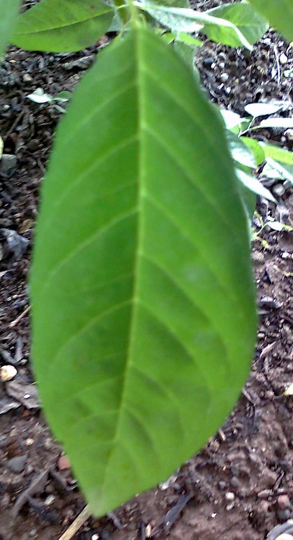 Image of sugar apple