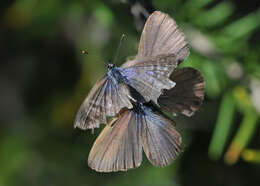 Image of Lang's Short-tailed Blue