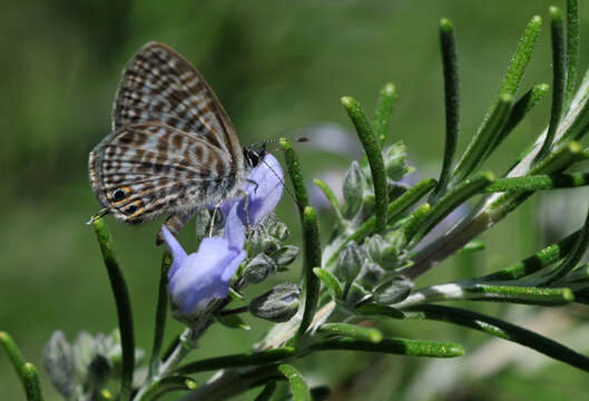 Image of Lang's Short-tailed Blue