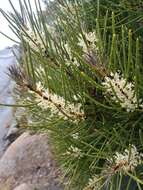 Image of Hakea lissosperma R. Br.