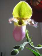 Слика од Paphiopedilum glaucophyllum J. J. Sm.