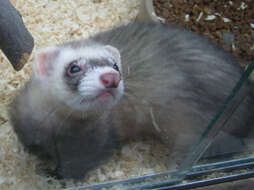 Image of domestic ferret