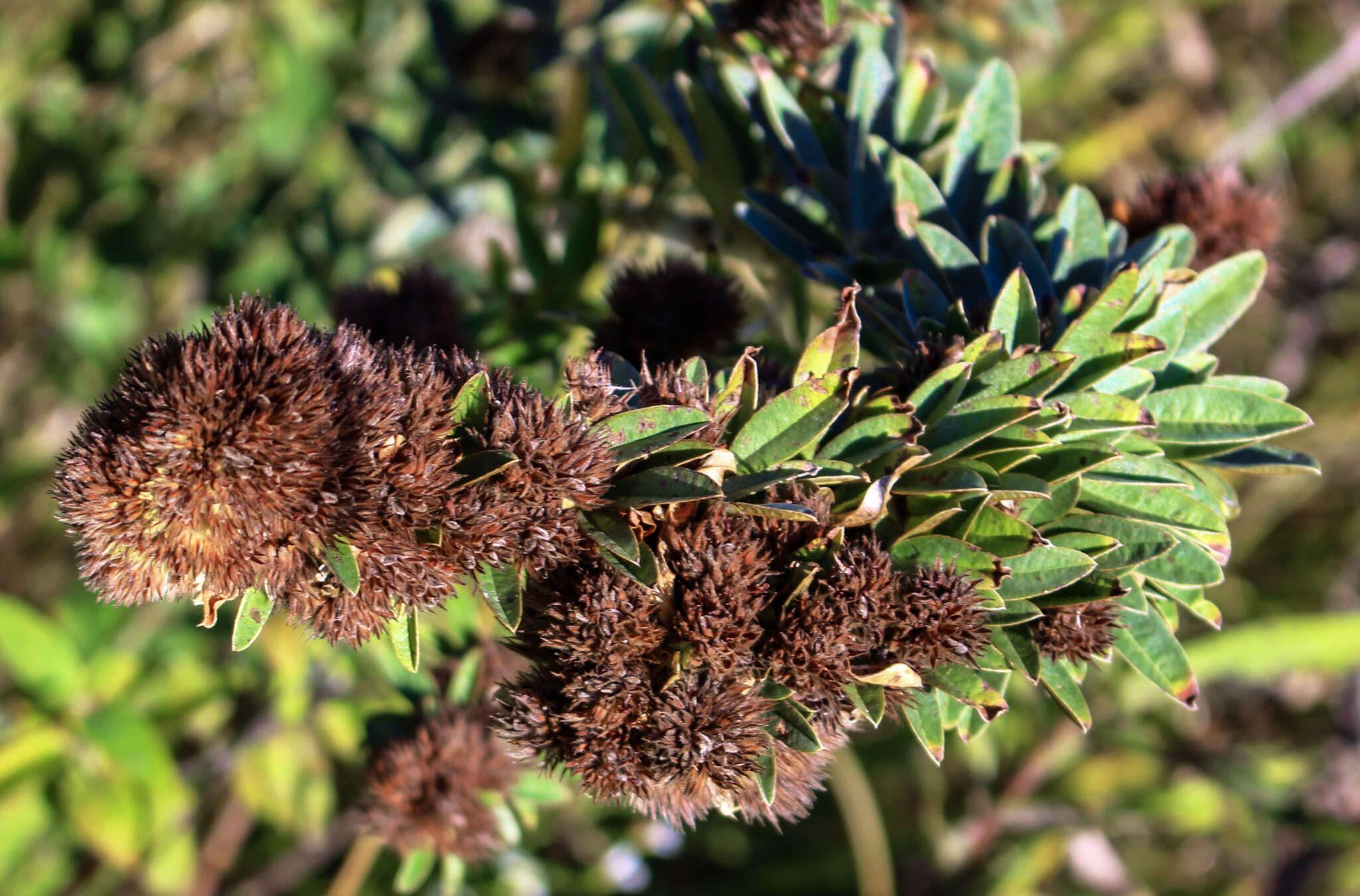 Imagem de Lespedeza capitata Michx.