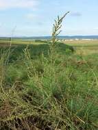 Image of forage kochia