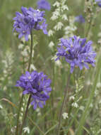 Sivun Dichelostemma multiflorum (Benth.) A. Heller kuva