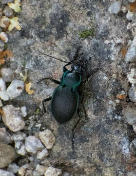 Слика од Carabus (Oreocarabus) luetgensi Beuthin 1886