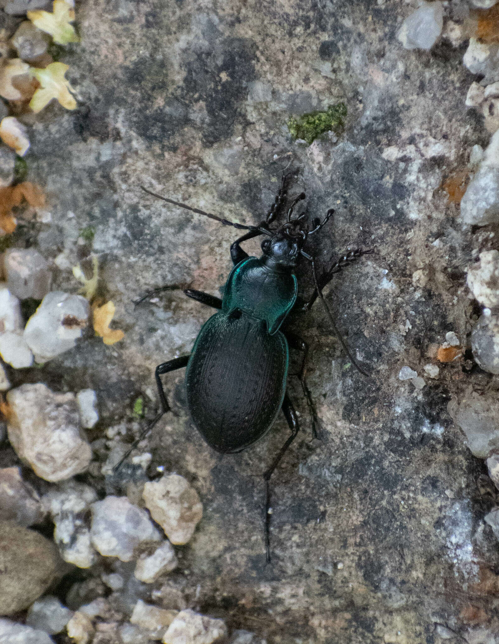 Слика од Carabus (Oreocarabus) luetgensi luetgensi Beuthin 1886