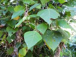 Image de Macaranga involucrata var. mallotoides (F. Muell.) L. M. Perry