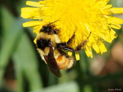 Image of Tricolored Bumble Bee