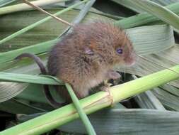 Image of harvest mouse