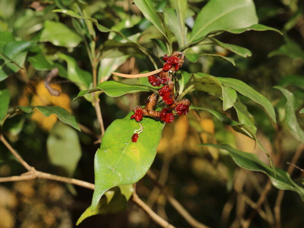 Sivun Pittosporum illicioides Makino kuva