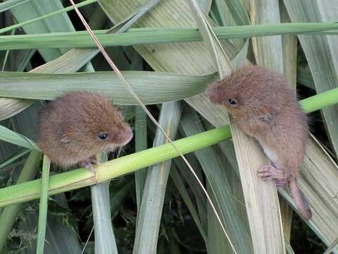 Image of harvest mouse