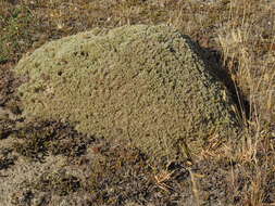 Image of Pimelea sericeovillosa subsp. pulvinaris (C. J. Burrows) C. J. Burrows