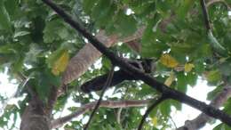 Image of White-necked Coucal