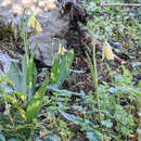 Image of Fritillaria enginiana