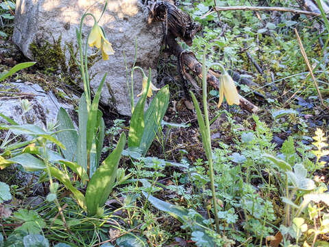 Image of Fritillaria enginiana