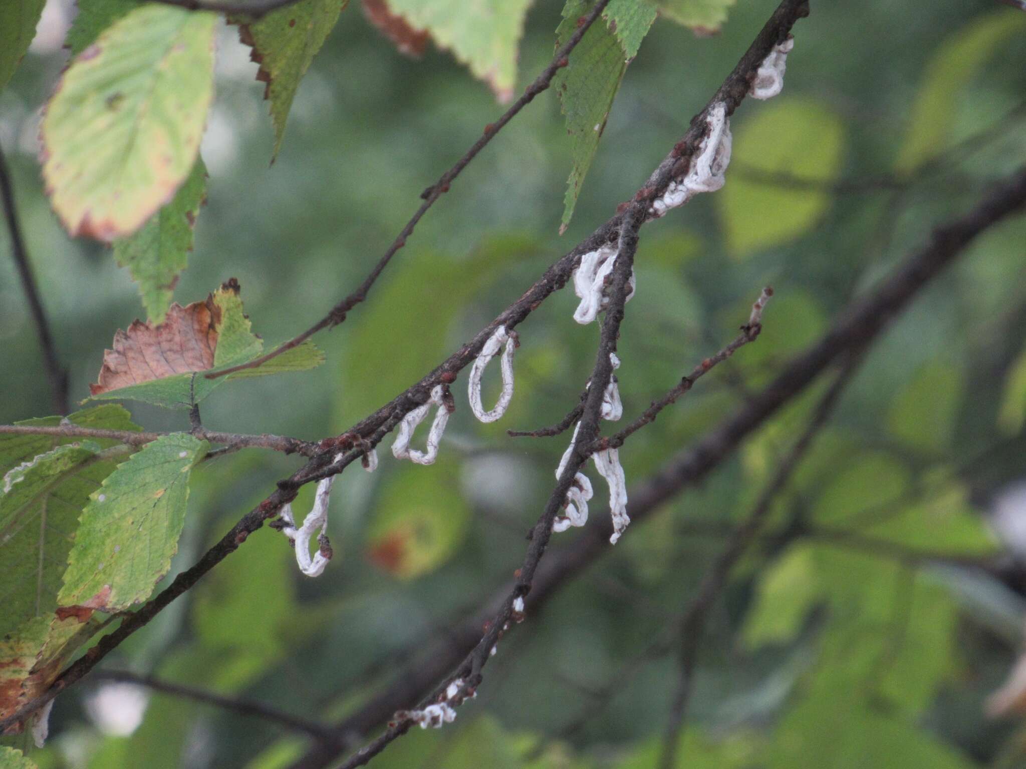 Sivun Takahashia japonica (Cockerell 1896) kuva