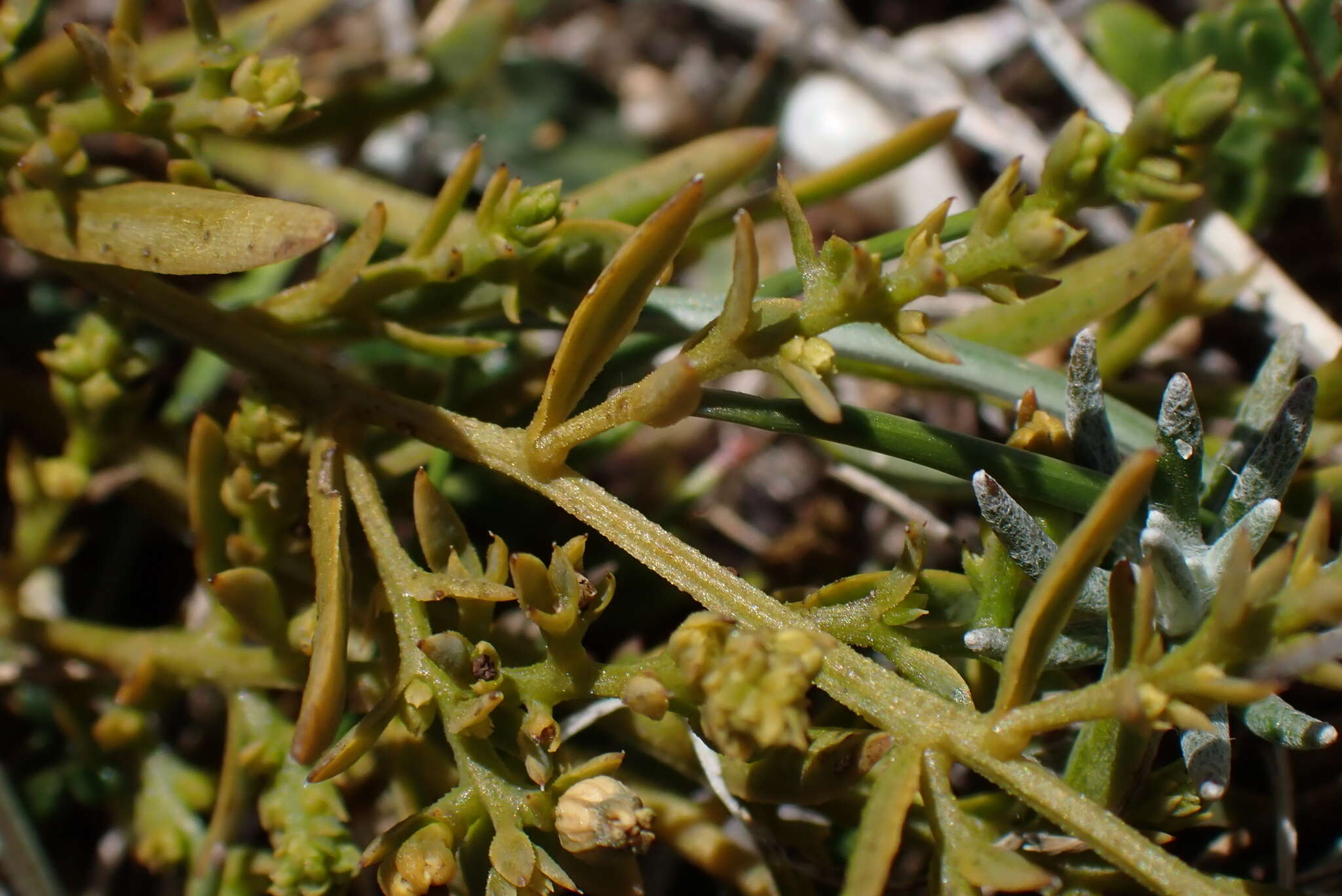 Image of bastard toadflax