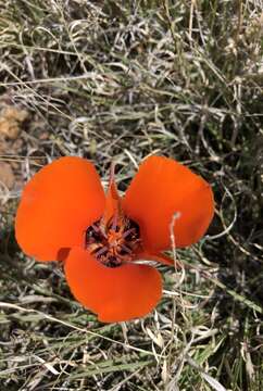 Image de Calochortus kennedyi var. kennedyi