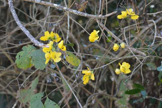 Image of Senna pilifera (Vogel) H. S. Irwin & Barneby