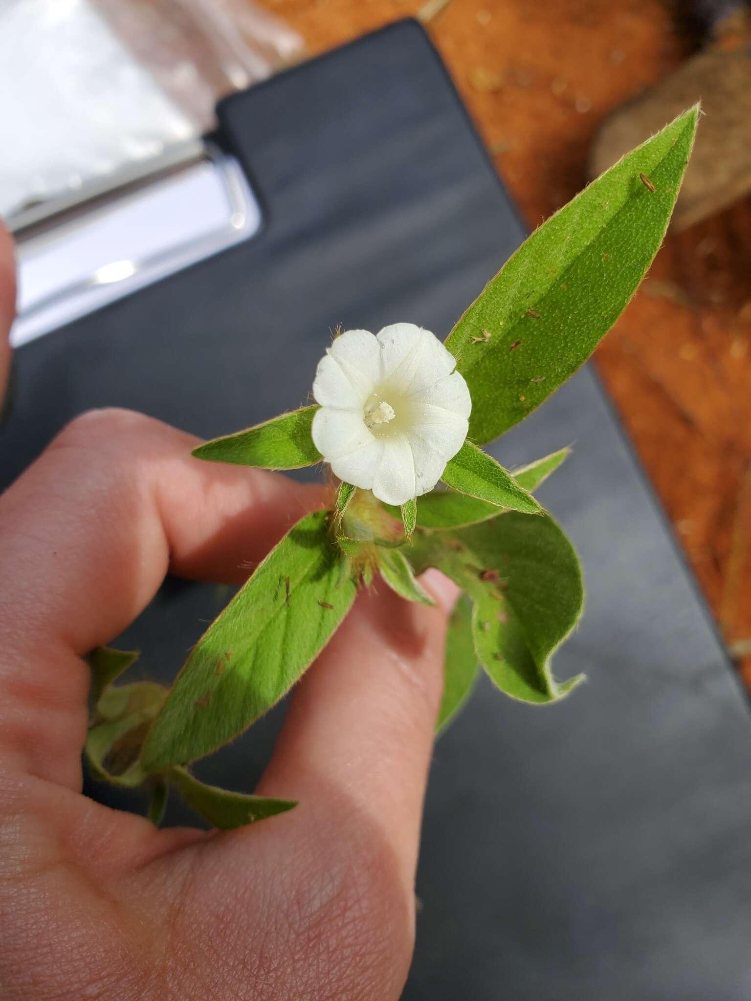 Image of Ipomoea chloroneura Hall. fil.