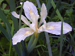 Image of bowltube iris