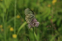 Image of Allium strictum Schrad.