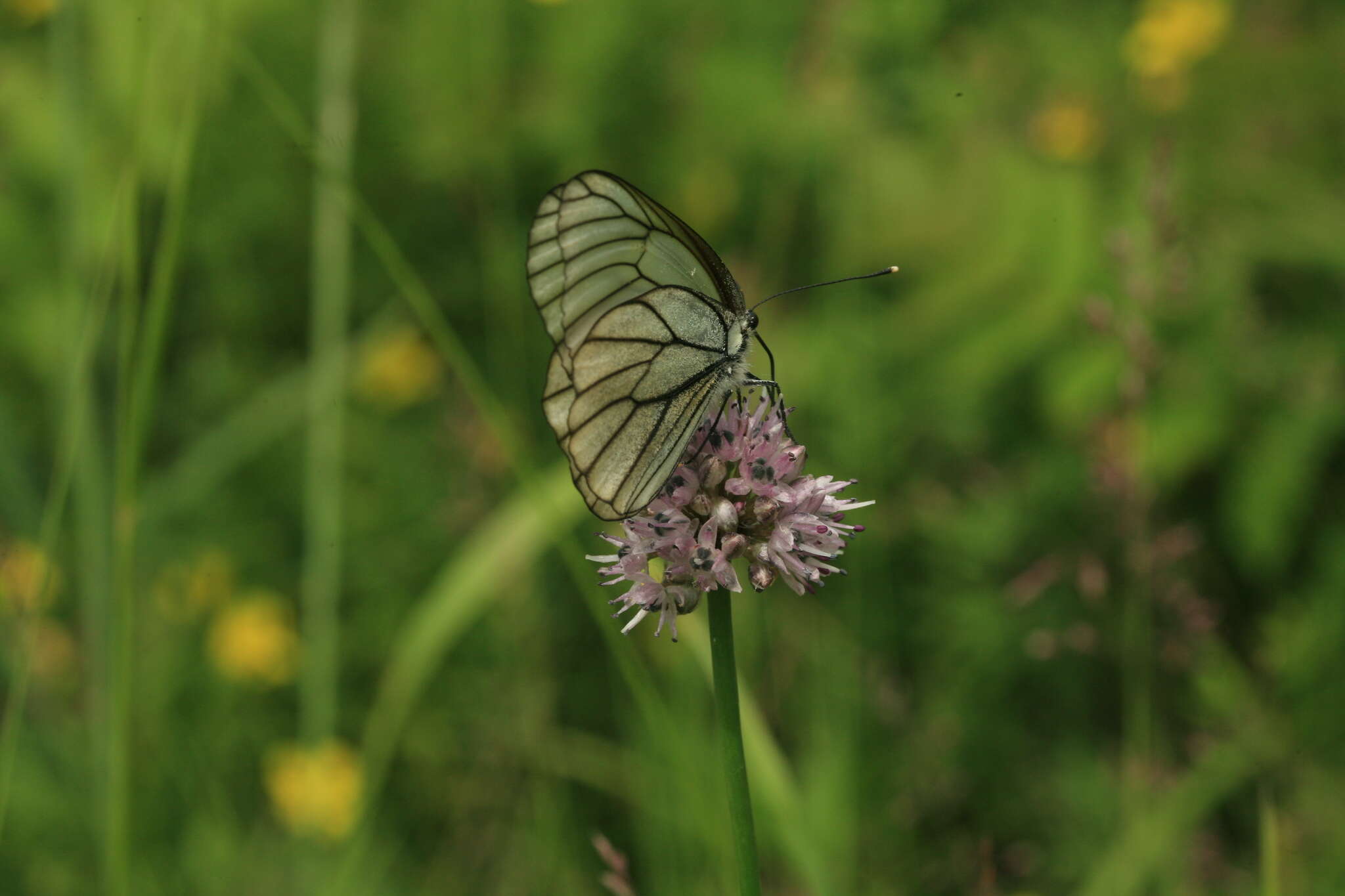 Image of Allium strictum Schrad.