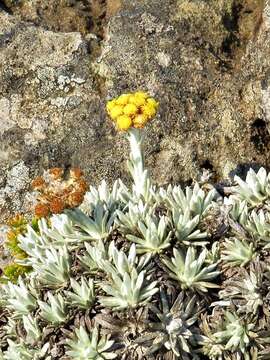 Image of Helichrysum galpinii N. E. Brown