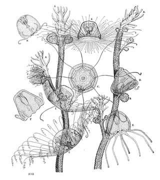 Слика од Turritopsis nutricula McCrady 1857