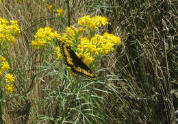 Image of Papilio hellanichus Hewitson 1868