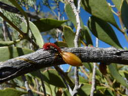 Image of Lysiana spathulata (Blakely) Barlow