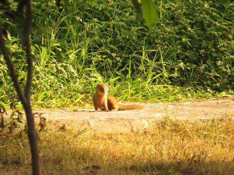 Image of Gold-speckled mongoose