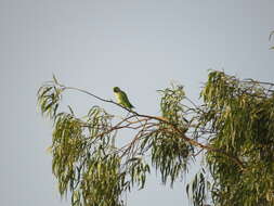 Image of Ring-necked Parakeet