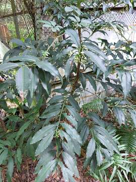 Image of Ardisia plant