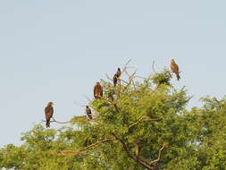 Image of Black Kite